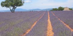 Week-end sur la route de la lavande en Provence